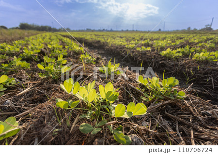 Young peanuts (groundnut) growing in the field , Thailand. 110706724