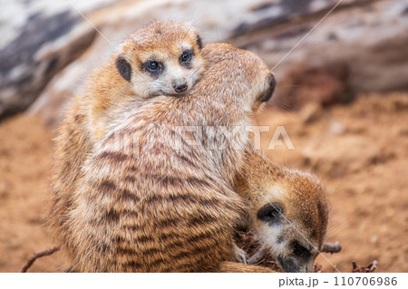 A group of cute meerkats. Meerkat Family are sunbathing. 110706986