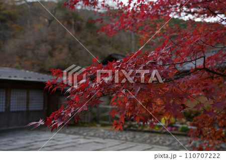 紅葉 紅葉 110707222