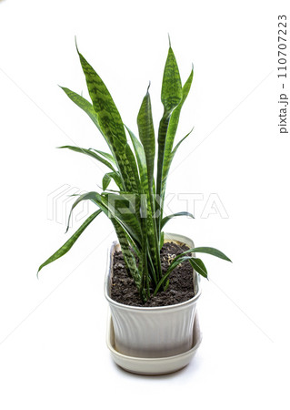 Indoor plant Sansevieria in a pot on a white background 110707223