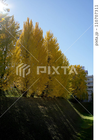 いちょう 110707311