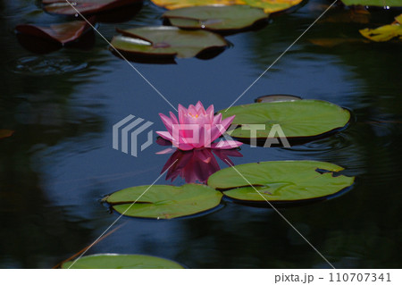 可憐な睡蓮の花 可憐な睡蓮の花 110707341