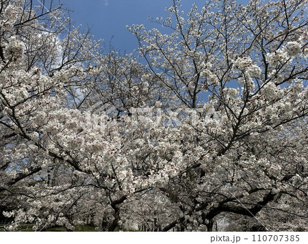 桜 110707385