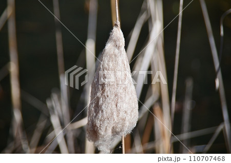 破裂した後のガマの雌花穂 110707468