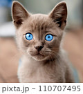見つめる青い猫001 110707495