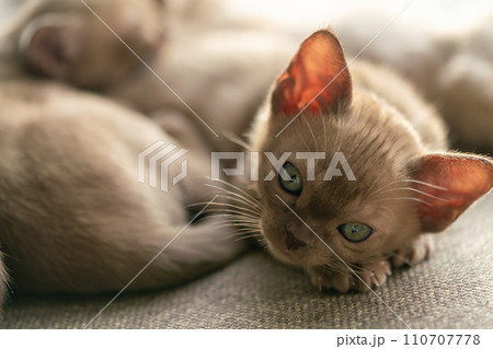 beige burmese kittens lying on the couch at home 110707778