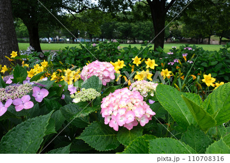 6月に咲く花 紫陽花 6月に咲く花 紫陽花 110708316