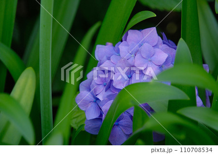 6月に咲く花　紫陽花 110708534