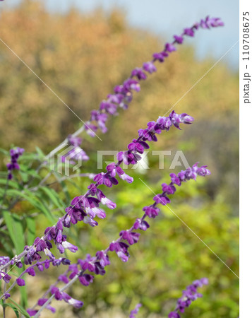 アメジストセージ アメジストセージ 110708675