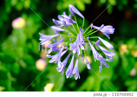 6月に咲く花 アガパンサス 6月に咲く花 アガパンサス 110708902