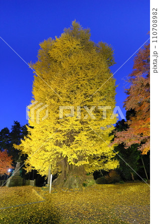 埼玉県東松山市 ブルーモーメントの岩殿観音巌殿山正法寺観音堂前のライトアップイチョウとモミジ紅葉夕景 埼玉県東松山市 ブルーモーメントの岩殿観音巌殿山正法寺観音堂前のライトアップイチョウとモミジ紅葉夕景 110708982