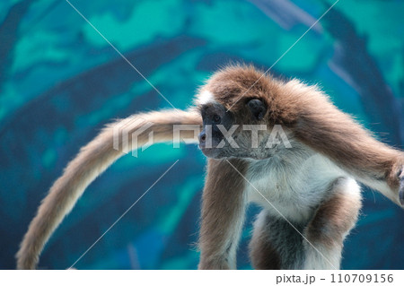 ブラウンケナガクモザル 110709156