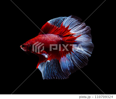 Red and white half moon Betta splendens fish (Siamese fighting fish) on black background. 110709324