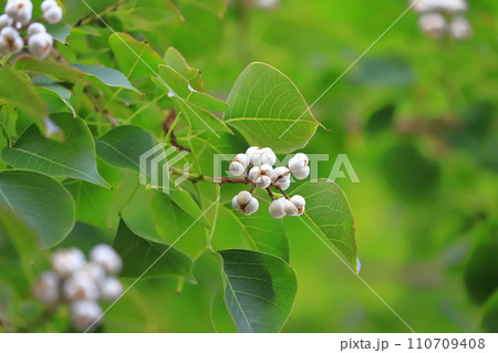 南京黄櫨（ナンキンハゼ）の熟した白い実と種 110709408
