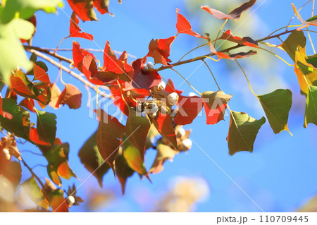 南京黄櫨（ナンキンハゼ）の紅葉と白い実 110709445