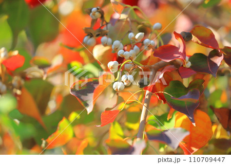 南京黄櫨(ナンキンハゼ)の紅葉と白い実 南京黄櫨(ナンキンハゼ)の紅葉と白い実 110709447
