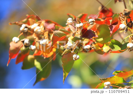 南京黄櫨(ナンキンハゼ)の紅葉と白い実 南京黄櫨(ナンキンハゼ)の紅葉と白い実 110709451