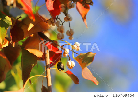 南京黄櫨(ナンキンハゼ)の紅葉と白い実 南京黄櫨(ナンキンハゼ)の紅葉と白い実 110709454