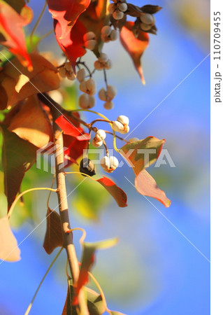 南京黄櫨(ナンキンハゼ)の紅葉と白い実 南京黄櫨(ナンキンハゼ)の紅葉と白い実 110709455