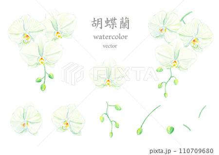 水彩で描く胡蝶蘭のベクターイラストセット 水彩で描く胡蝶蘭のベクターイラストセット 110709680