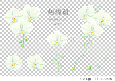水彩で描く胡蝶蘭のベクターイラストセット 水彩で描く胡蝶蘭のベクターイラストセット 110709680