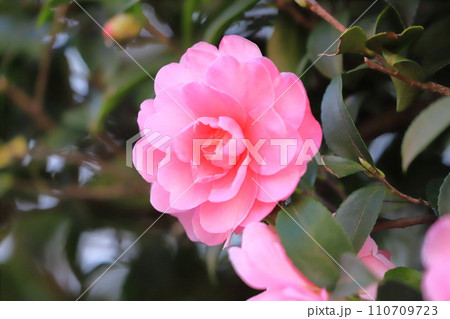 満開の山茶花（サザンカ）の花 110709723