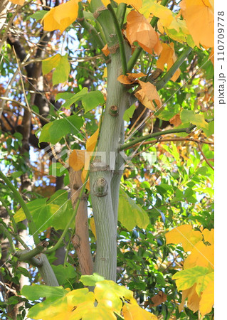 紅葉した青桐（アオギリ）の葉と緑色の幹 110709778