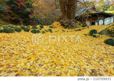 埼玉県東松山市岩殿 岩殿観音巌殿山正法寺の観音堂と境内を埋める大イチョウの散黄葉 埼玉県東松山市岩殿 岩殿観音巌殿山正法寺の観音堂と境内を埋める大イチョウの散黄葉 110709831