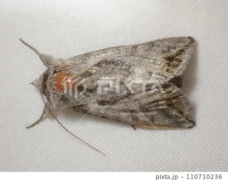 時に翅が金色にも見えるキンウワバ亜科の、ウリキンウワバ。 110710236