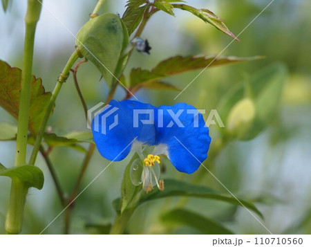 青いツユクサの花（雨上がりの露草のクローズアップ） 110710560