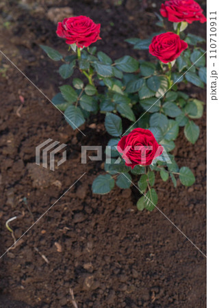赤い薔薇 110710911