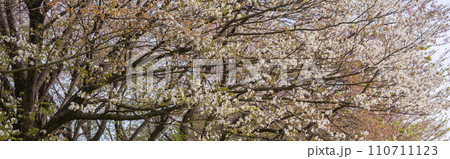 広がる桜の枝の春イメージの素材【さくら堤公園】埼玉県 広がる桜の枝の春イメージの素材【さくら堤公園】埼玉県 110711123