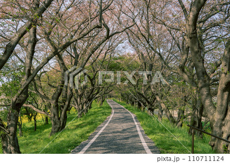 埼玉県/さくら堤公園のサイクリングロード/吉見町 埼玉県/さくら堤公園のサイクリングロード/吉見町 110711124