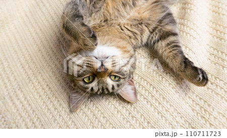Portrait of a gray domestic cat lying on its back on a knitted sweater. The cat lazily dozes 110711723
