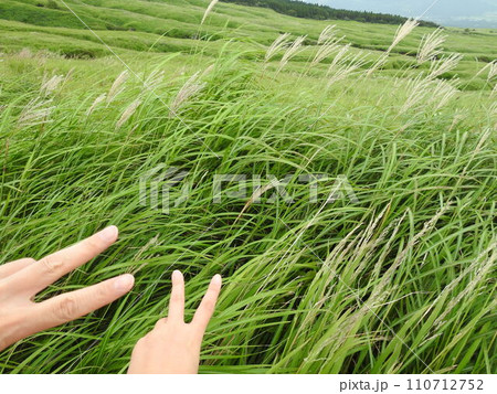 ススキ　男女の手　手　カップル　ピース　ハンド 110712752