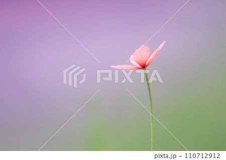 一輪の可憐なポピーの花 110712912