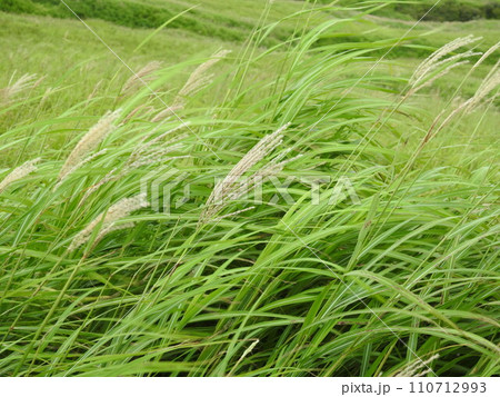 ススキ すすき シルバーグラス 葉っぱ ススキ すすき シルバーグラス 葉っぱ 110712993