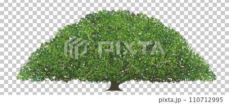 巨樹的向量圖 110712995