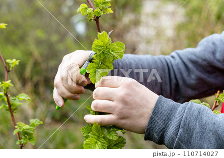 A gardener manually cuts a raspberry bush with a bypass pruner. Pruning of raspberry and blackberry bushes with bypass secateurs. Dacha and vegetable garden, gardening, bush care. A gardener manually cuts a raspberry bush with a bypass pruner. Pruning of raspberry and blackberry bushes with bypass secateurs. Dacha and vegetable garden, gardening, bush care. 110714027