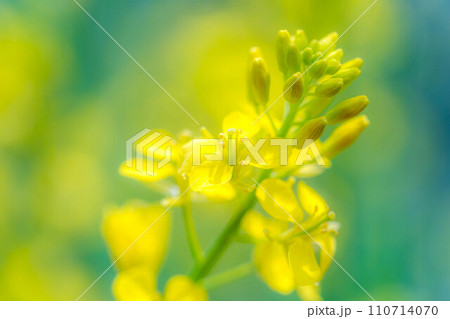 淡い春～菜の花～ 110714070