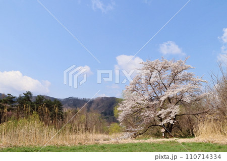 岩手県二戸市の石割桜 110714334