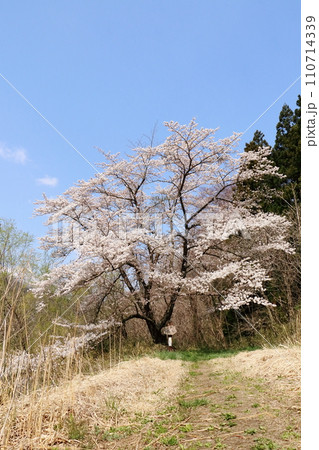 岩手県二戸市の石割桜 110714339