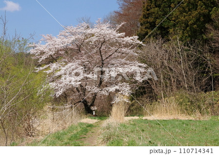 岩手県二戸市の石割桜 110714341