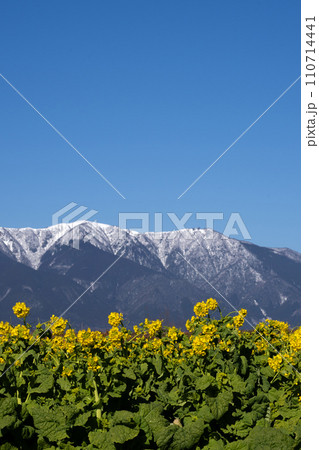 真冬の菜の花と雪の稜線 110714441