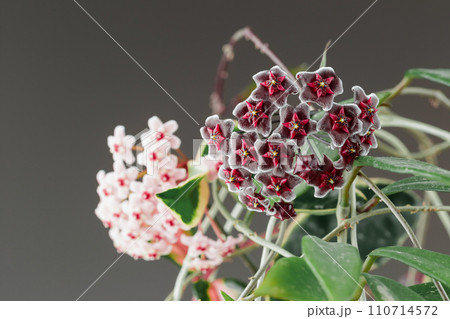Hoya Pubicalyx and Hoya Carnosa Wax Plants Flowers Hoya Pubicalyx and Hoya Carnosa Wax Plants Flowers 110714572