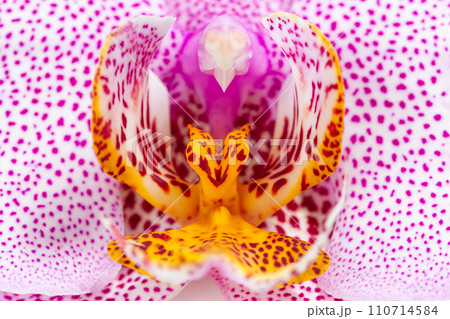 Pink with Dots Phalaenopsis Manhattan Orchid Macro 110714584