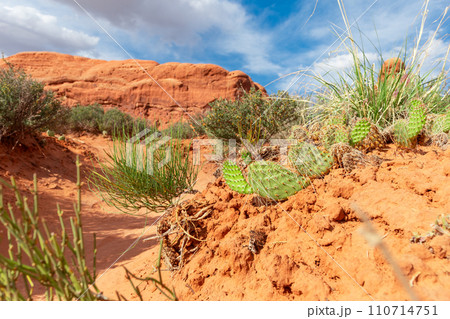 Desert Landscape with Opuntia Cactus on Sand Rocks 110714751