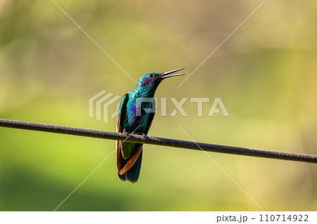 Sparkling violetear (Colibri coruscans) hummingbird. Quindio Department. Wildlife and birdwatching in Colombia Sparkling violetear (Colibri coruscans) hummingbird. Quindio Department. Wildlife and birdwatching in Colombia 110714922