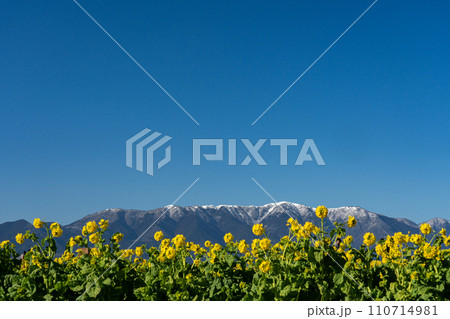 真冬の菜の花と雪の稜線 110714981