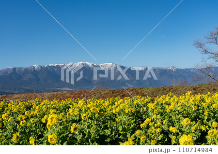 真冬の菜の花と雪の稜線 110714984